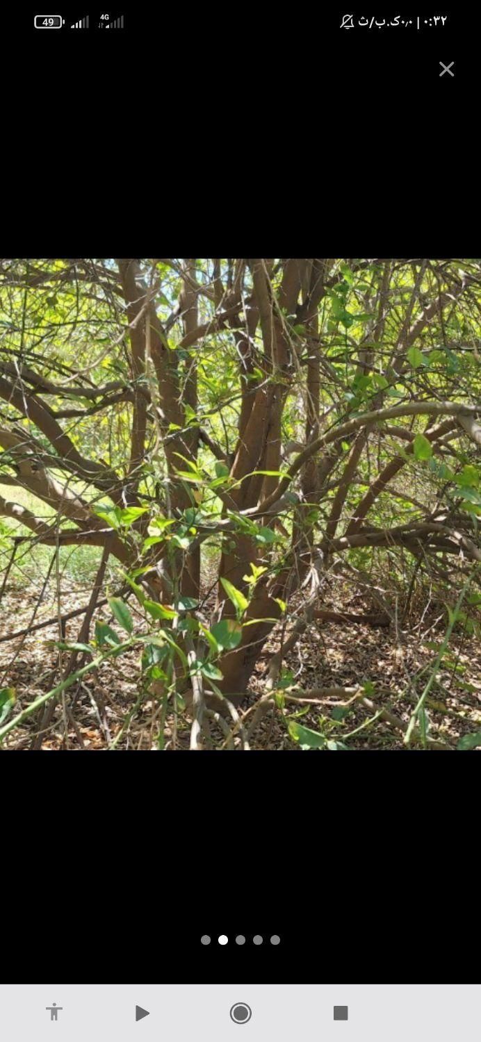 خریداره چوب مرکبات وغیره درباغ|خدمات باغبانی و درختکاری|جهرم, |دیوار