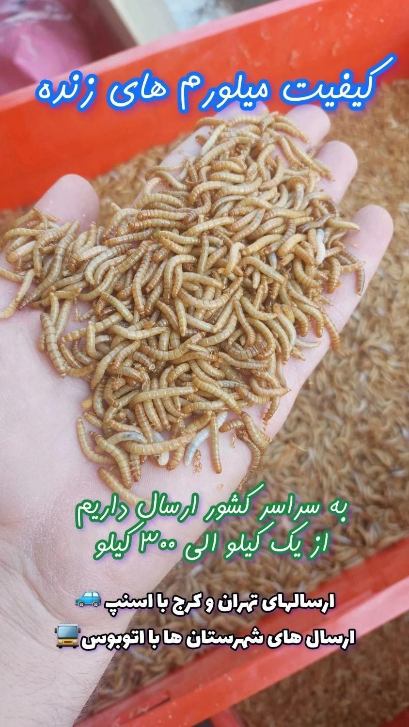میلورم ، سوپرورم|لوازم جانبی حیوانات|تهران, وردآورد|دیوار