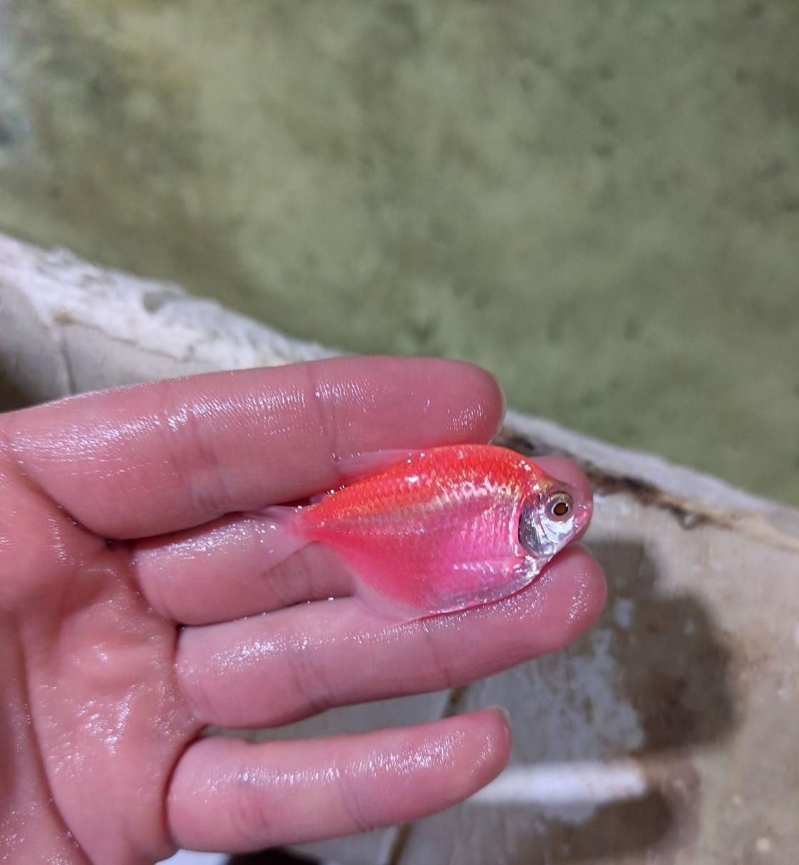 فروش کلی و جزئی ماهی زینتی|ماهی|مشهد, آزادشهر|دیوار