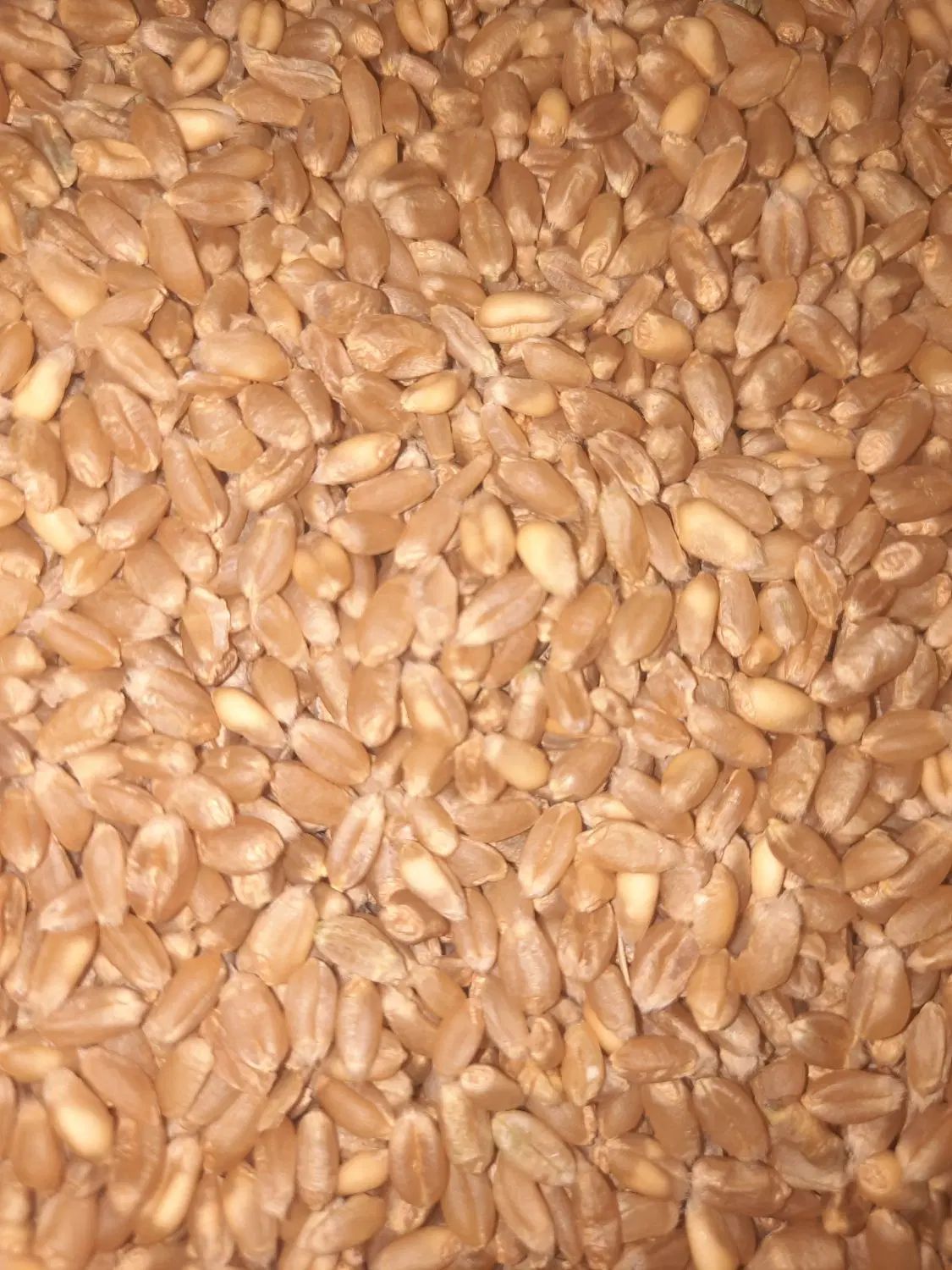 گندم  پاک کرده|خوردنی و آشامیدنی|اصفهان, جوزدان الیادران|دیوار