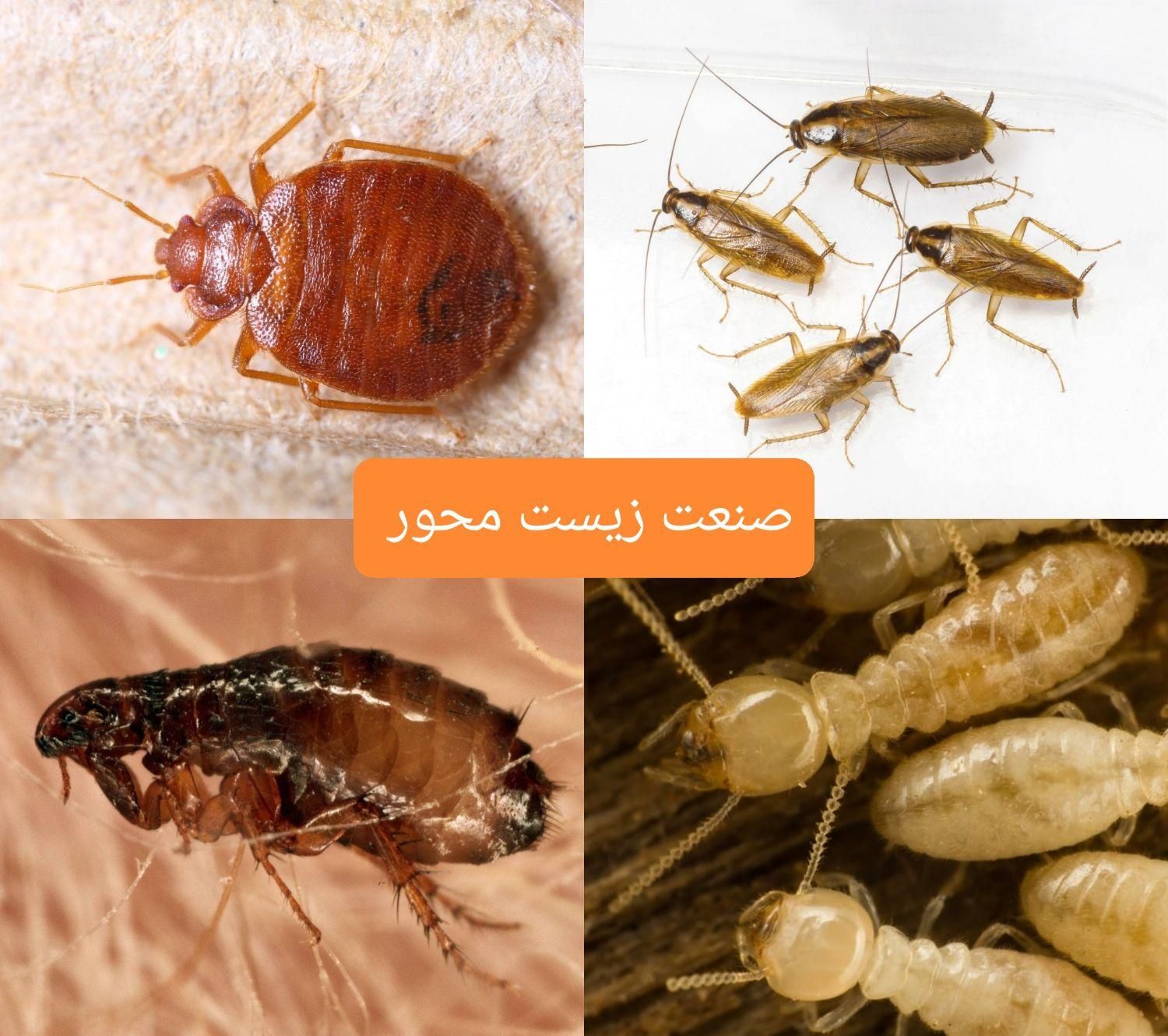 سمپاشی گیاهی سوسک کابینتی موریانه زدایی،سم پاشی|خدمات نظافت|بندر امام خمینی, |دیوار