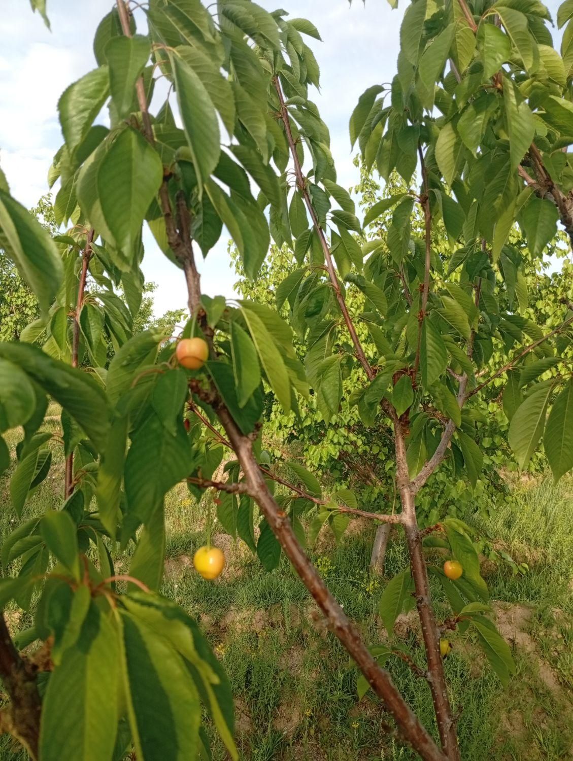 باغ جاده بناب نزدیک به اردکلو فروش فوری|فروش زمین و ملک کلنگی|مرند, |دیوار