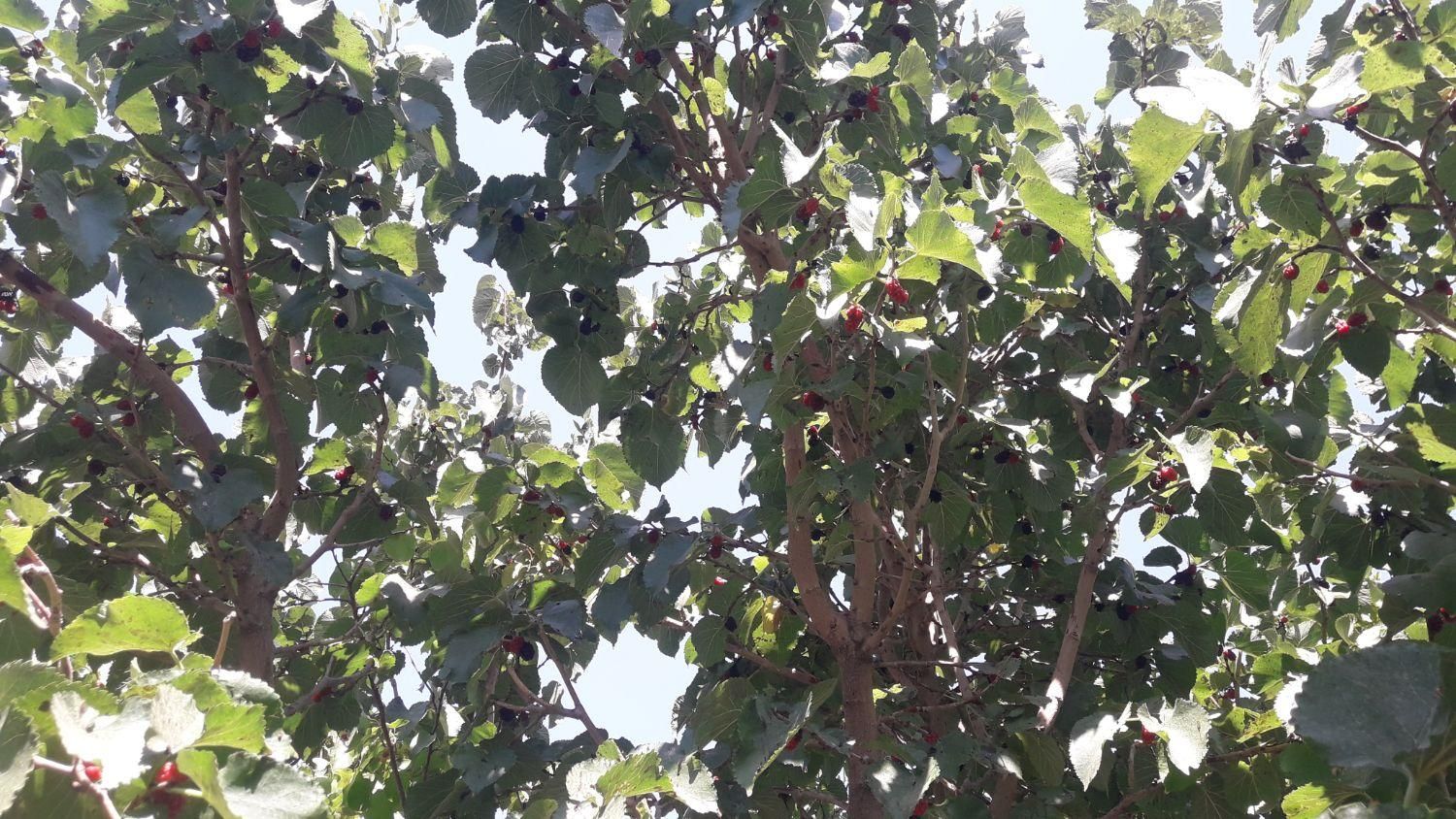 فروش باغ در روستای خوش اب و هوای زواریان|فروش زمین و ملک کلنگی|سلفچگان, |دیوار