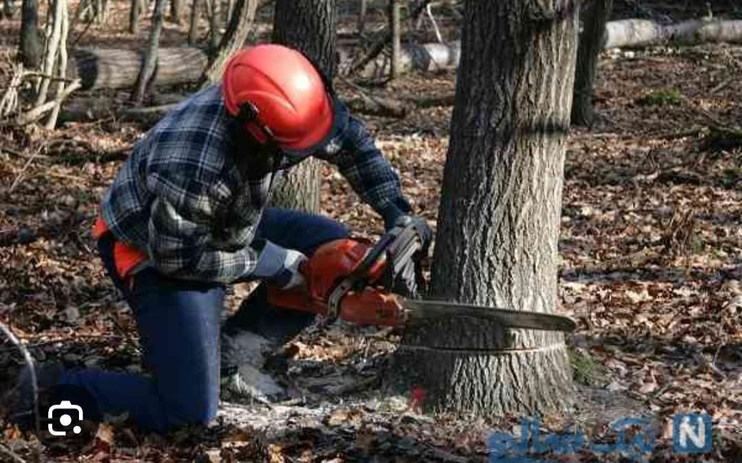 قطع درخت|خدمات باغبانی و درختکاری|تهران, میرداماد|دیوار