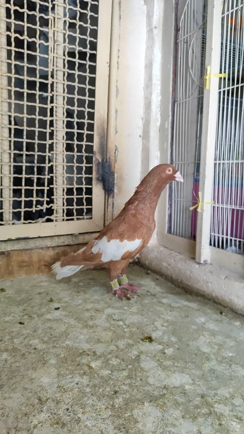 کبوتر رنگی دورگ|پرنده|فولادشهر, C5|دیوار