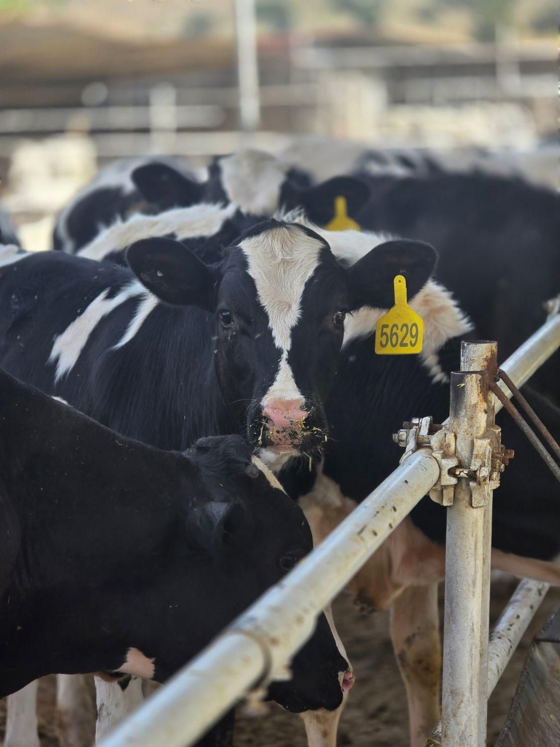 گوساله نر سری A واکسینه شده کامل مناسب پروار|حیوانات مزرعه|تهران, فلسطین (میدان انقلاب)|دیوار