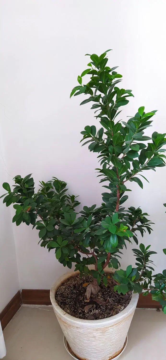 بنسای سرحال|گل و گیاه طبیعی|کرج, شهرک رضوانیه|دیوار