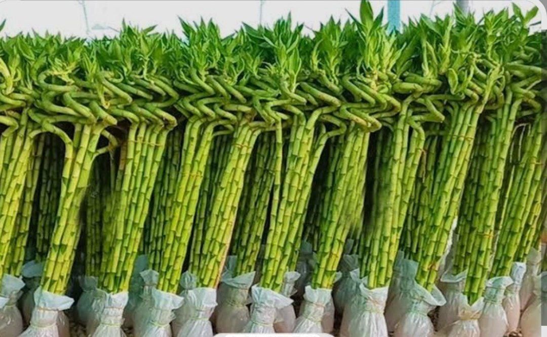 بامبو تایلندی درجه یک پر جوانه ۱۰۰ سانتی و ۱۲۰|گل و گیاه طبیعی|تهران, عبدل‌آباد|دیوار