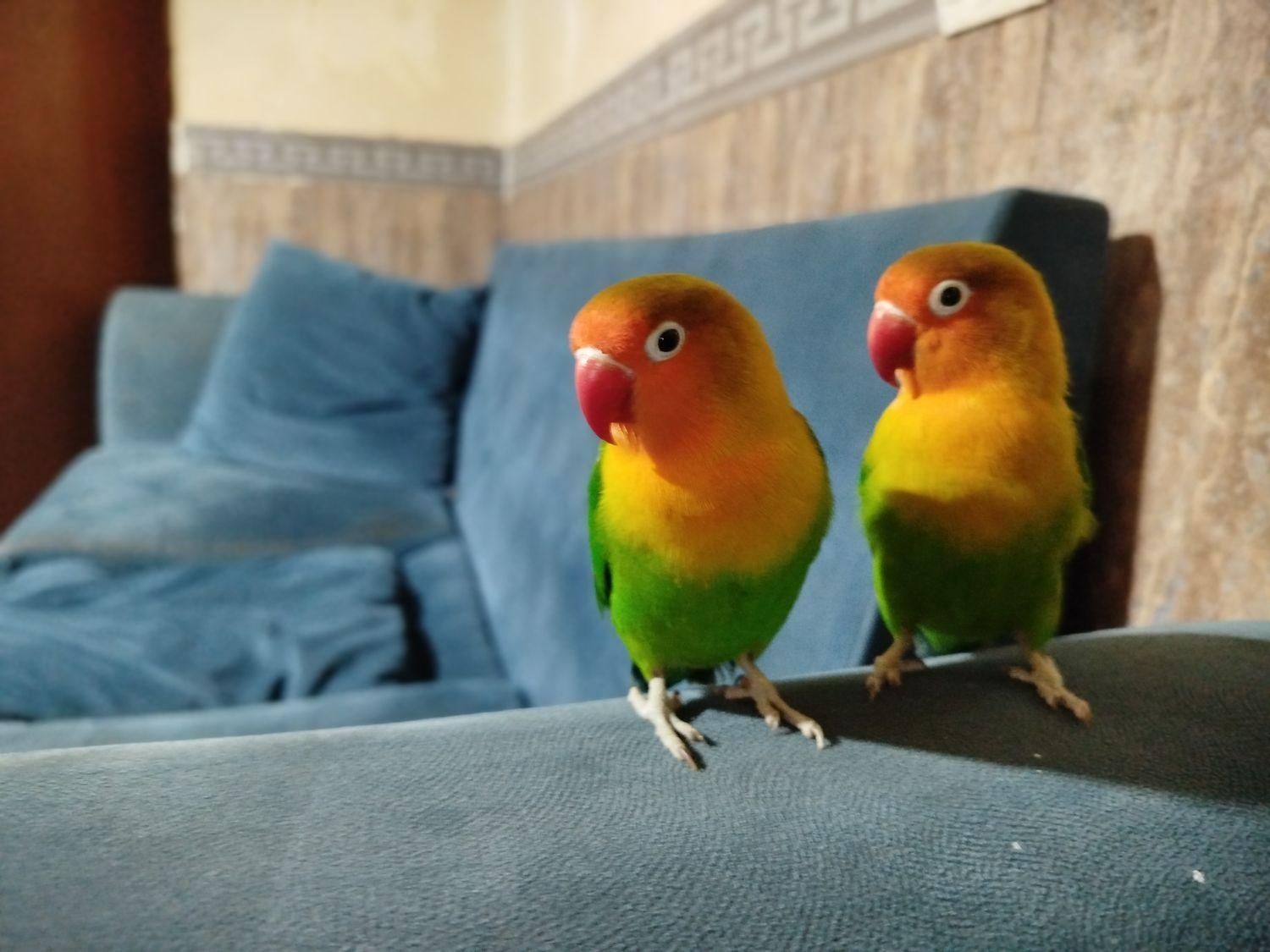 طوطی برزیلی رام و دستی|پرنده|قدس, شهرقدس|دیوار