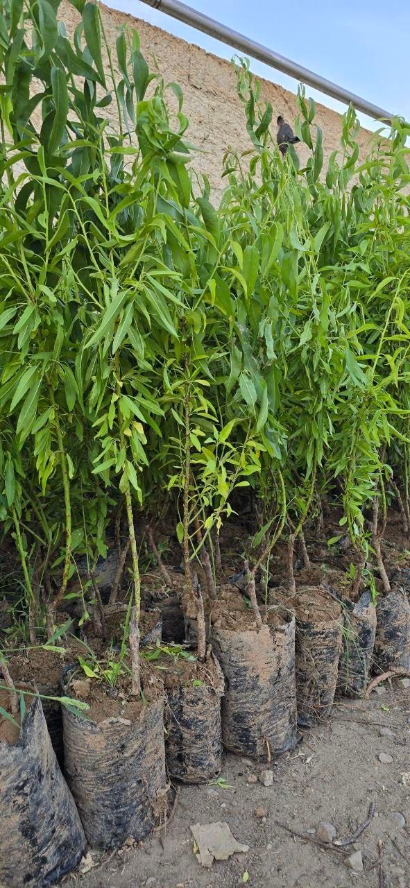 نهال بادام نون پاریل آمریکا|خدمات باغبانی و درختکاری|نیشابور, رحمت آباد|دیوار