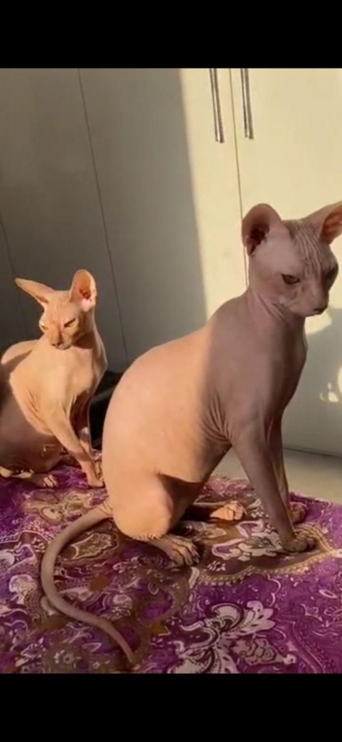 گربه اسکاتیش و اسفینکس|گربه|جیرفت, |دیوار