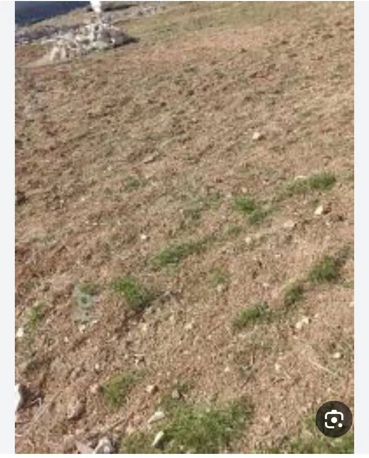 زمین برای خانه باغ واقع در روستای بیجانه|فروش زمین و ملک کلنگی|کرمانشاه, |دیوار