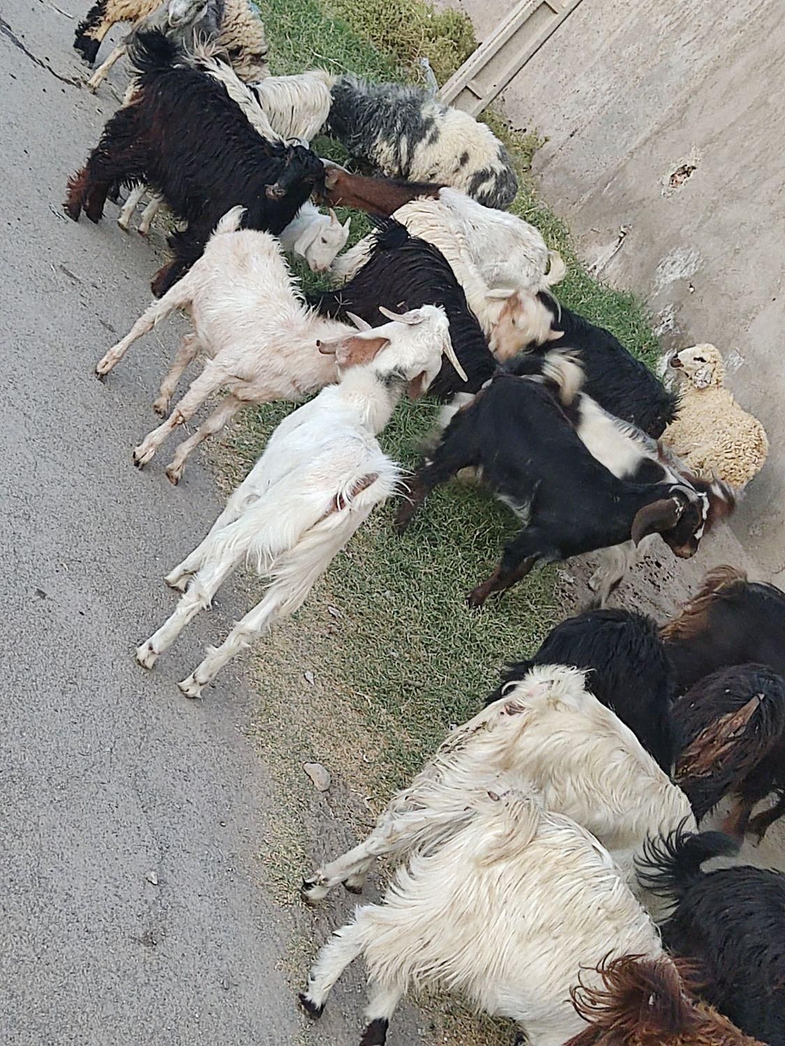 بزرگترین مرکز فروش گوسفند تفتان|حیوانات مزرعه|خاش, |دیوار