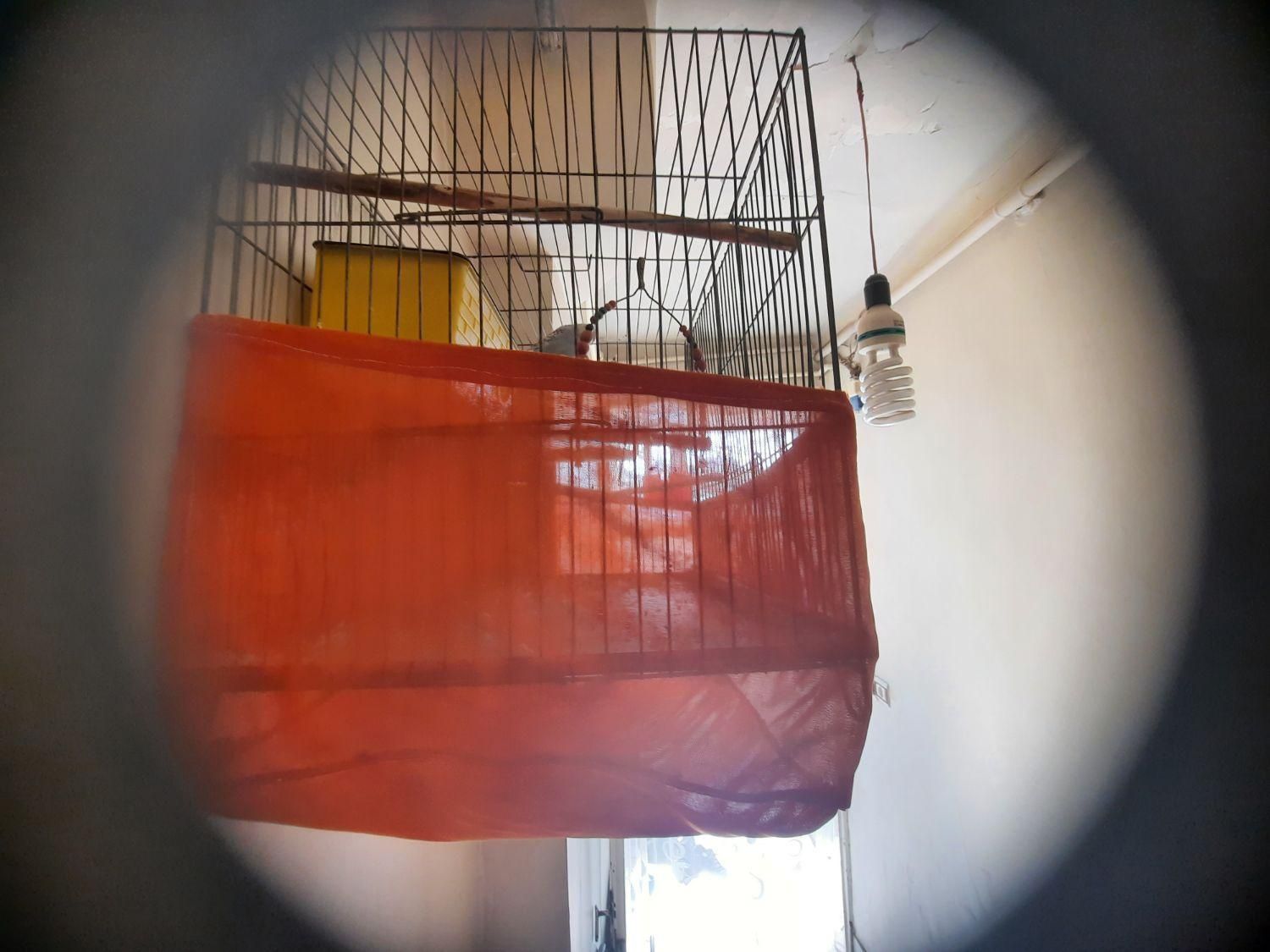 مرغ وعشق|پرنده|قزوین, |دیوار