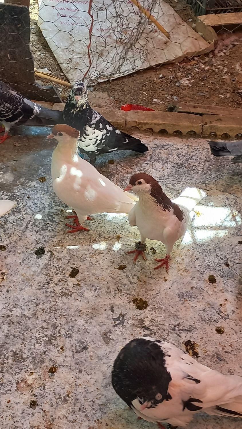 ۱جفت ساده خال|پرنده|گنبد کاووس, |دیوار