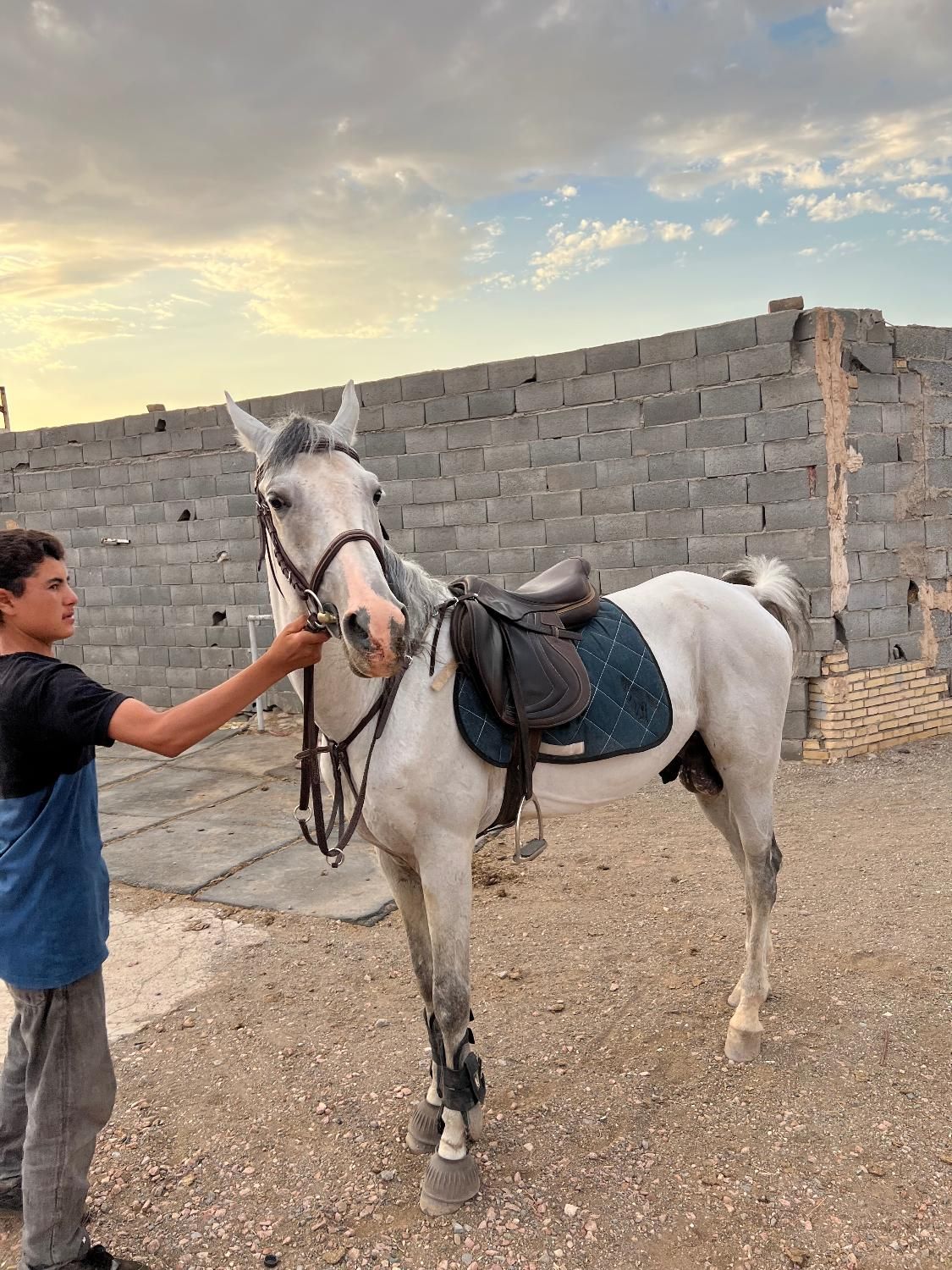 اسب دو خون نریون|اسب و تجهیزات اسبسواری|قم, پردیسان|دیوار