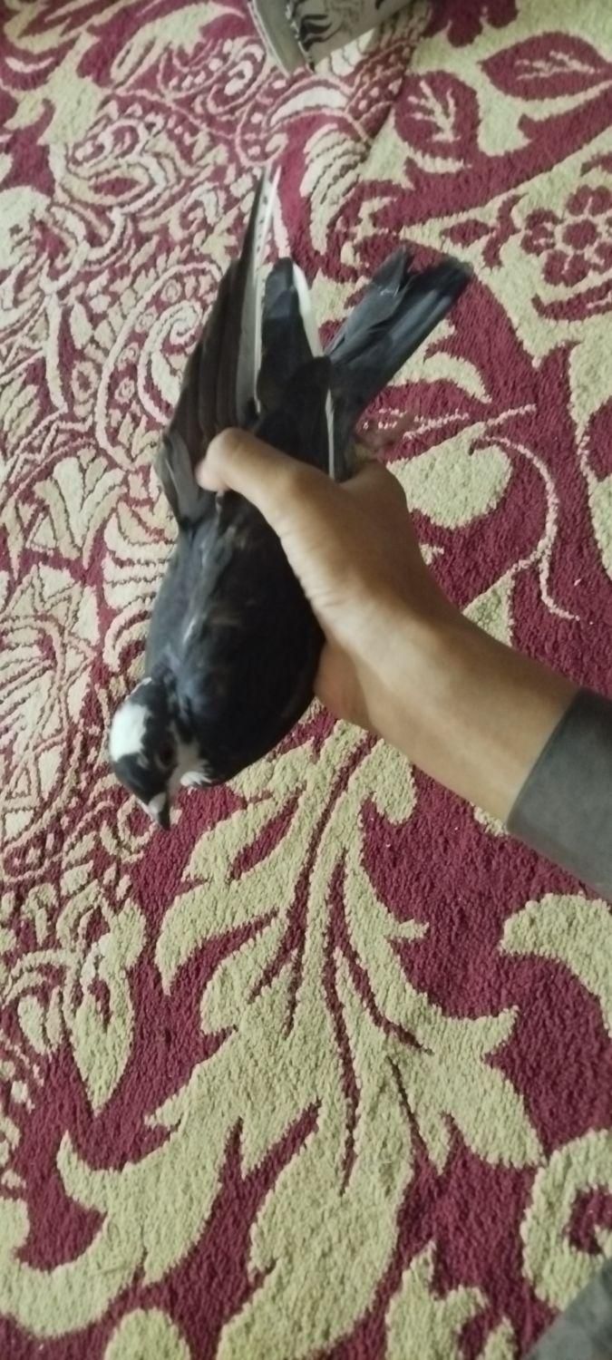 کفتر ماده موشی هوایی|پرنده|سراوان, |دیوار