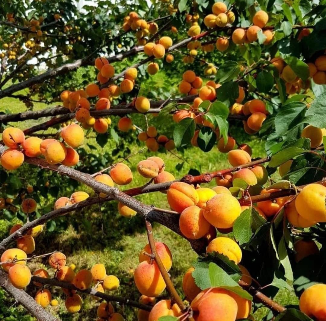 فروش عمده و جرئی انواع نهال میوه|خدمات باغبانی و درختکاری|کرج, برغان|دیوار