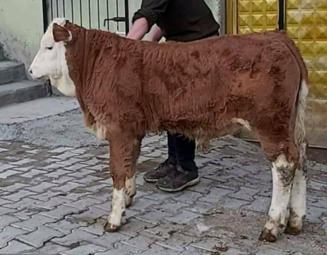 برای قیمت انواع گوساله سبک‌‌‌فقط تماس بگیرد|حیوانات مزرعه|بندر ترکمن, |دیوار