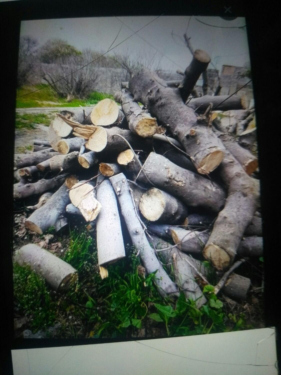 خریدوفروش انواع درخت( اکالیپتوس)مورت صنوبرابریشم|خدمات باغبانی و درختکاری|بهبهان, |دیوار