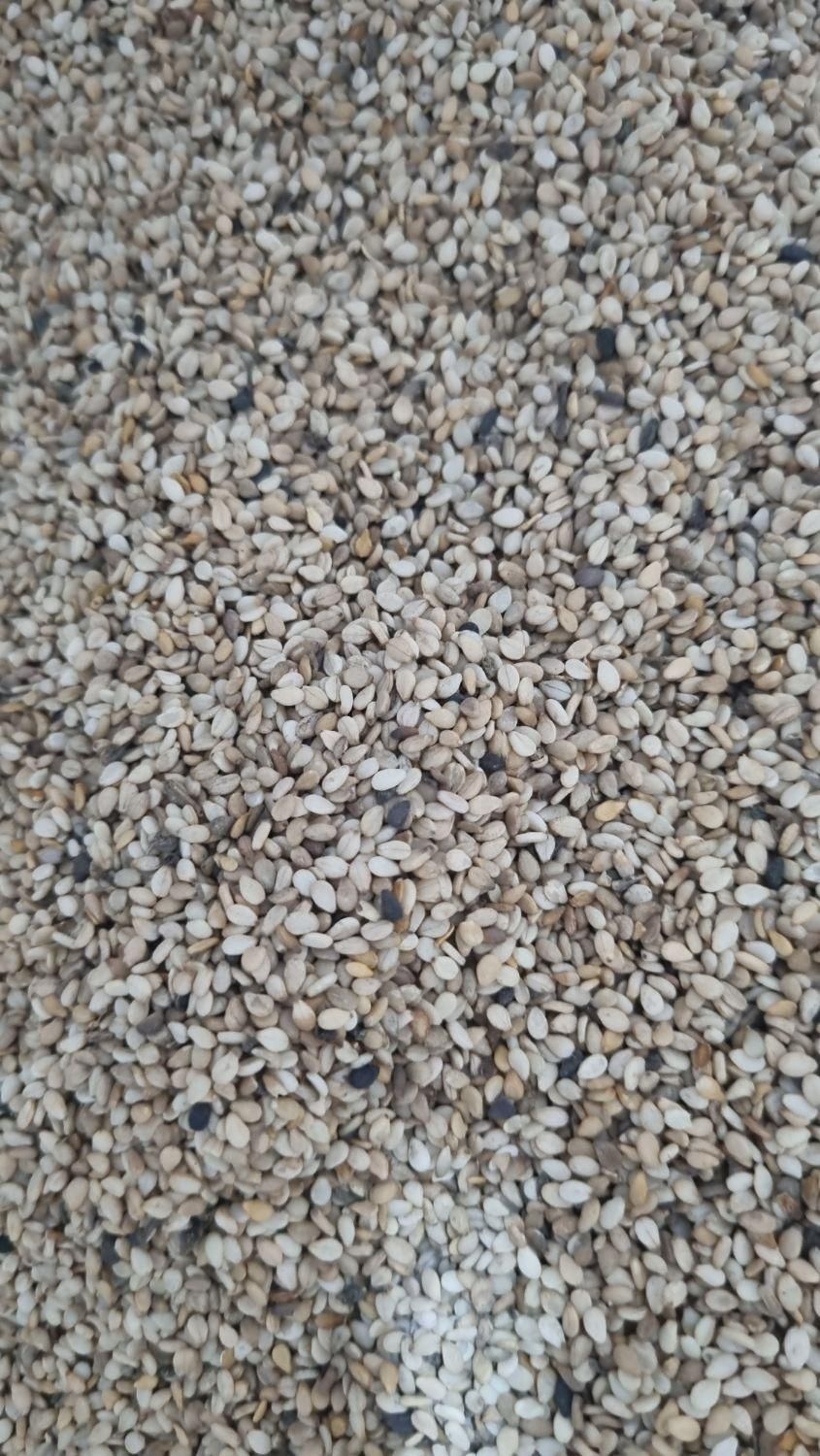 کنجد روغن گیری پاکستان|عمده‌فروشی|تهران, شهرک امیرالمومنین|دیوار