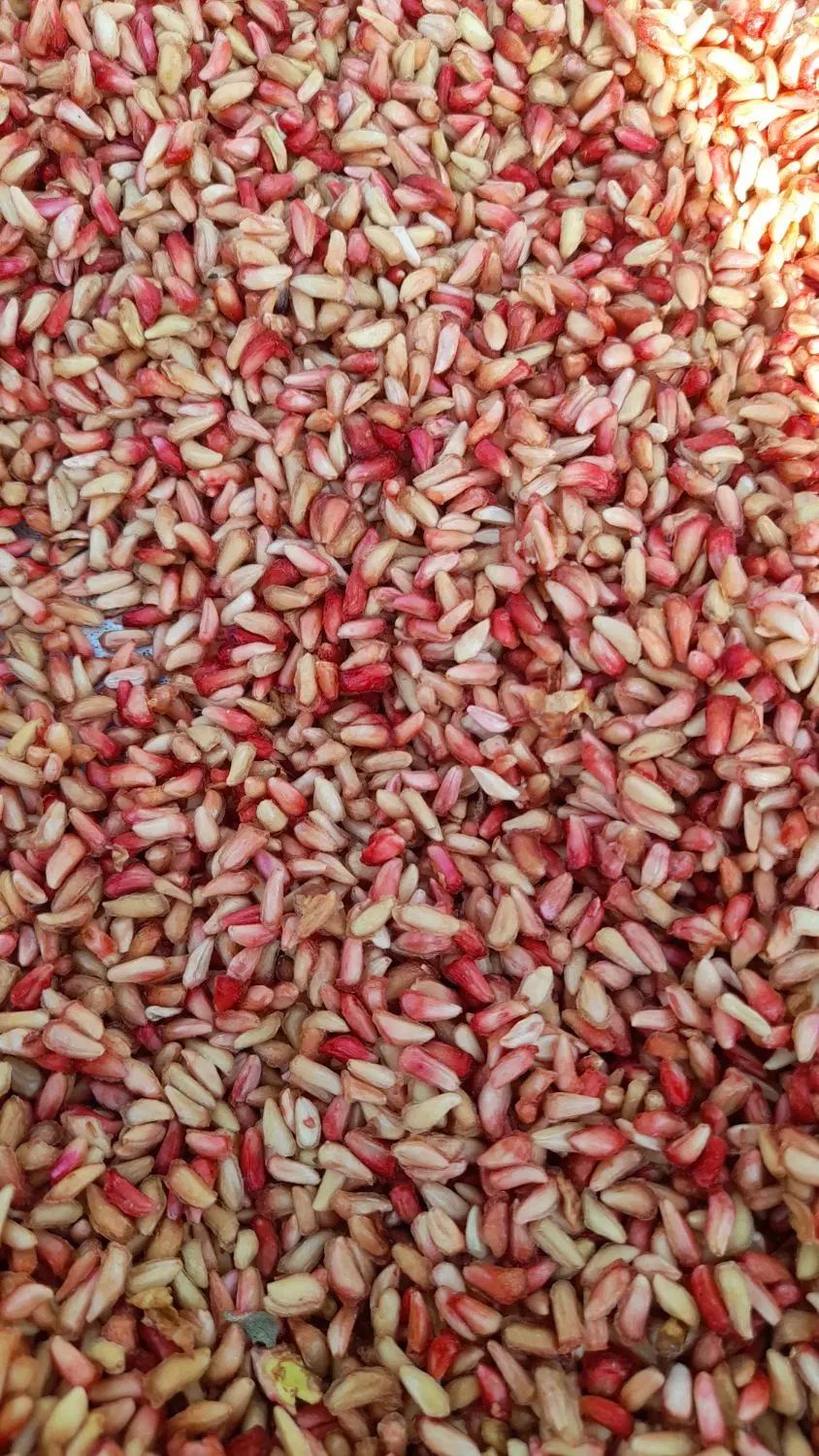 ناردونه امسال ترش  مال منطقه سردسیر .کیلو ۳۲۰۰۰۰|خوردنی و آشامیدنی|دوگنبدان, |دیوار