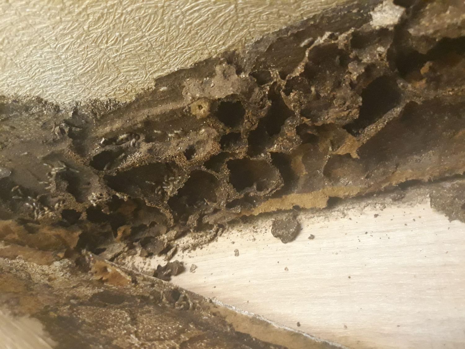 سمپاشی سوسک موریانه سم پاشی ساس با مجوز رسمی|خدمات نظافت|نجف‌آباد, منتظری شمالی|دیوار