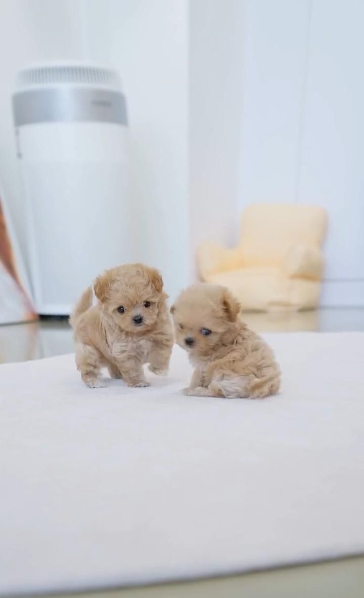 توله سگ پودل خانگی|سگ|تهران, جنتآباد جنوبی|دیوار