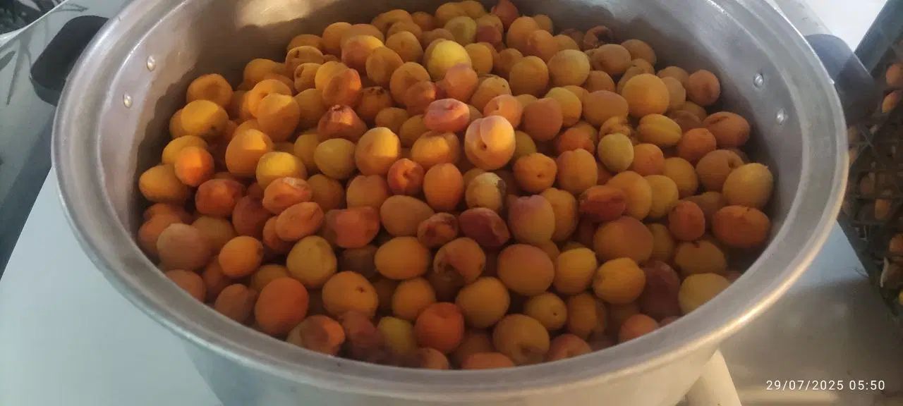 فروش باغ در نصرآباد با سند تک برگ و قیمت مناسب|فروش زمین و ملک کلنگی|تفت, |دیوار