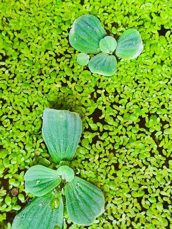 دافنی،عدسک،کاهو|ماهی|اصفهان, شفق|دیوار