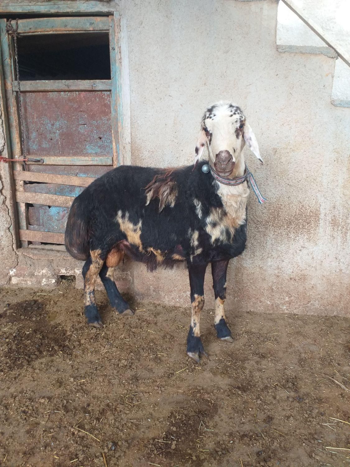 قوچ پلنگی میش بره بز|حیوانات مزرعه|کنگاور, |دیوار