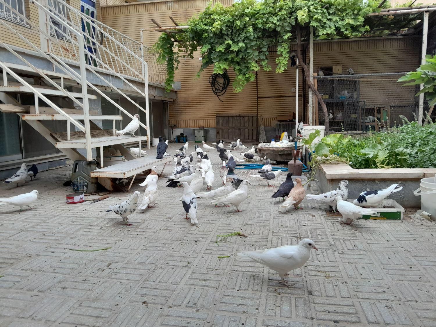 کبوتر تزئینی و پرشی|پرنده|سمنان, |دیوار