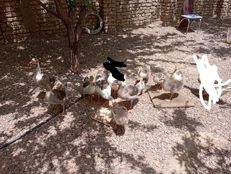 غاز جوجه غاز|حیوانات مزرعه|مشهد, پنجتن|دیوار
