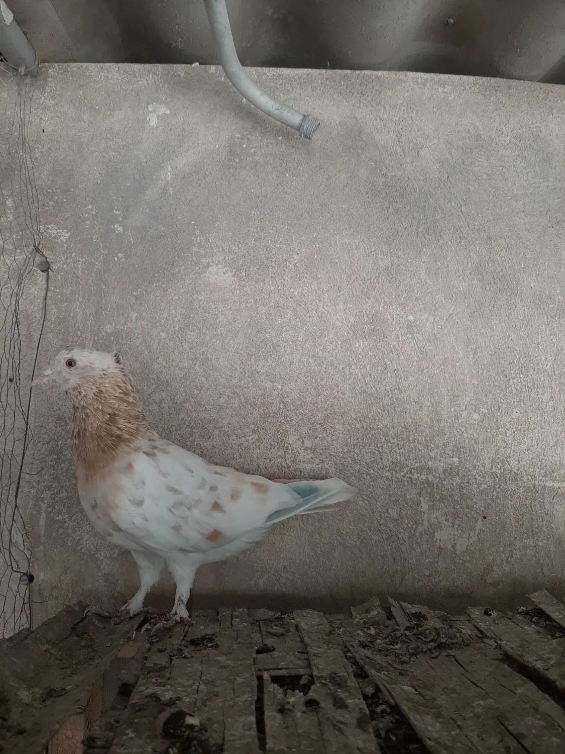 کفتر|پرنده|تهران, خانی‌آباد|دیوار