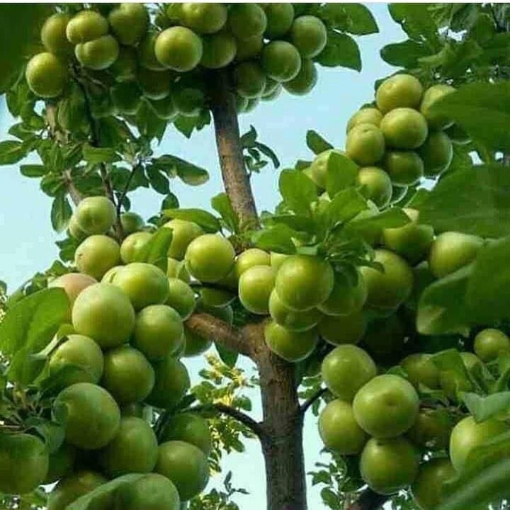 خاک باغچه 100٪ تضمینی و شیرین گوربند.و کود گاوی|خدمات باغبانی و درختکاری|زاهدان, |دیوار