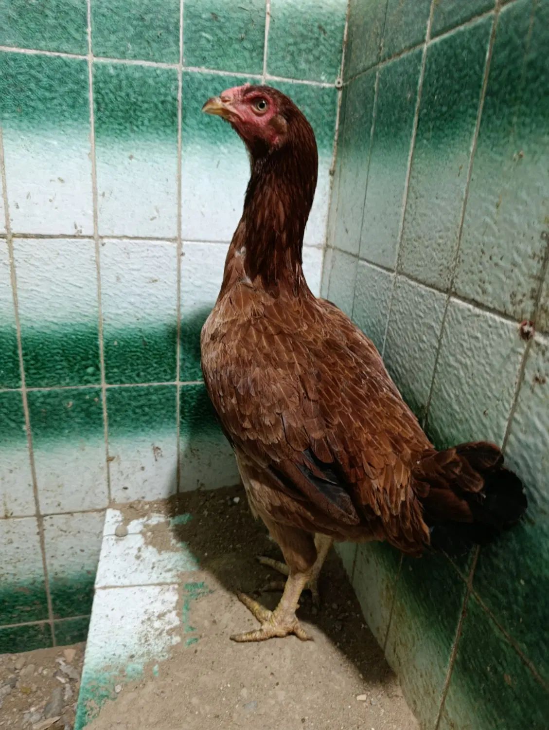 مرغ لاری کرکشو|حیوانات مزرعه|رشت, استقامت ۱|دیوار