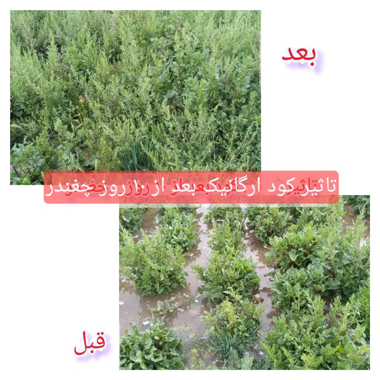 کود ارگانیک مخصوص افزایش محصول و رشد سریع|خدمات باغبانی و درختکاری|مشهد, کلاهدوز|دیوار