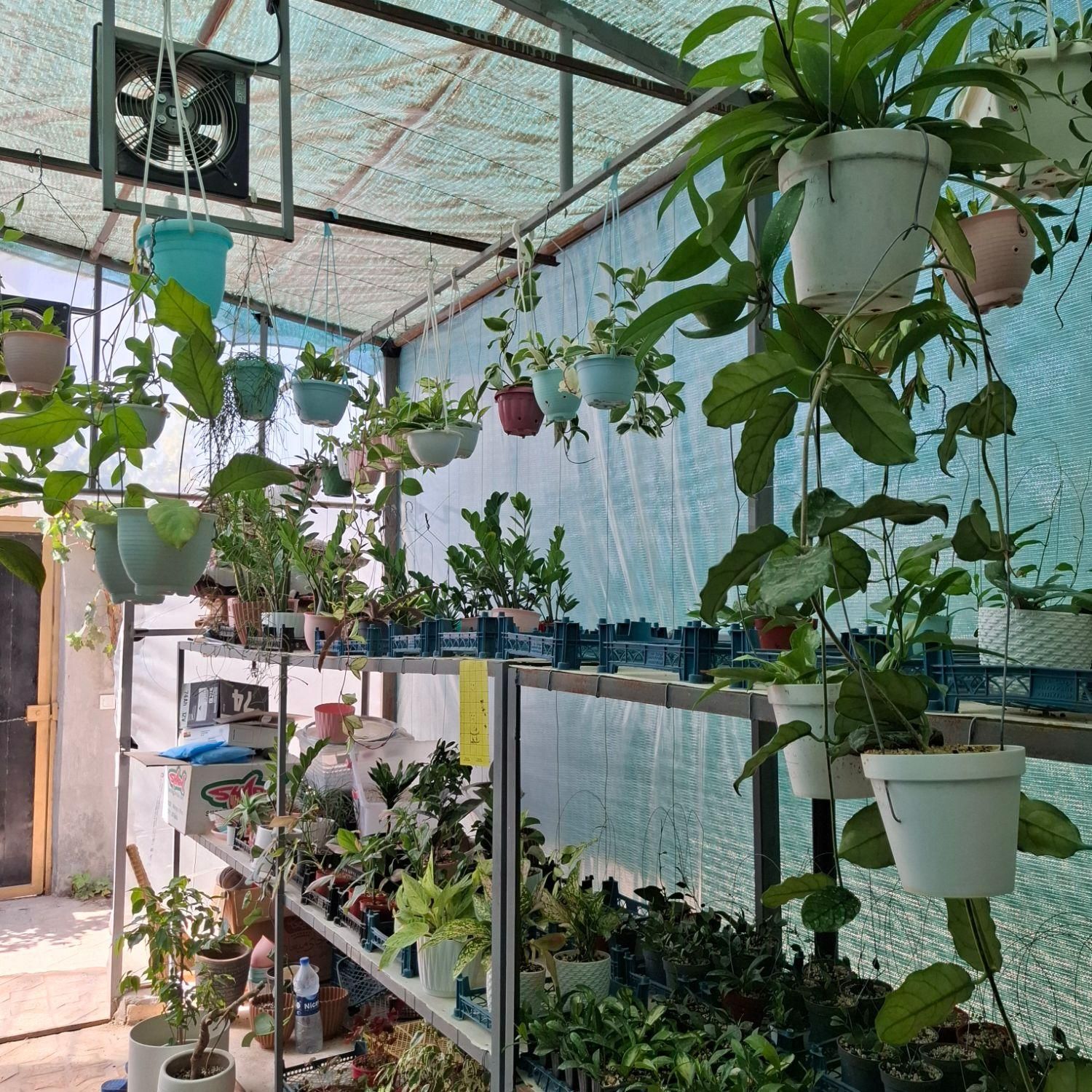 گلخانه آسوریک - انواع گیاه هویا و گل های آپارتمانی|گل و گیاه طبیعی|بجنورد, |دیوار