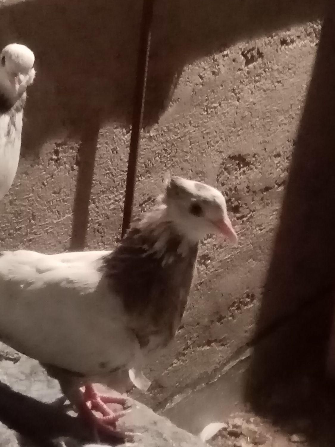جوجه گمشده|حیوانات|آباده, |دیوار