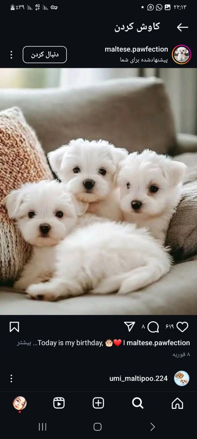 توله سگ جیبی عروسکی مالتیز شیتزو پودل|سگ|تهران, جنت‌آباد جنوبی|دیوار