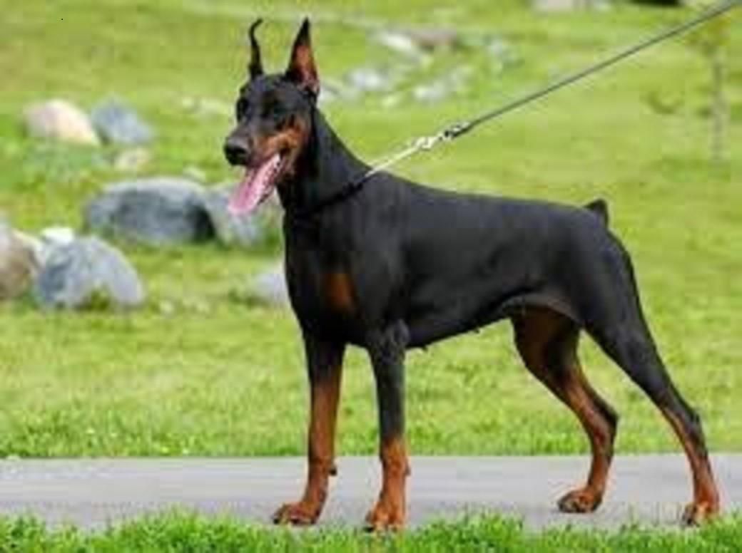 ماده پینجر بلوطی سگ گارد خانواده|سگ|صفادشت, |دیوار