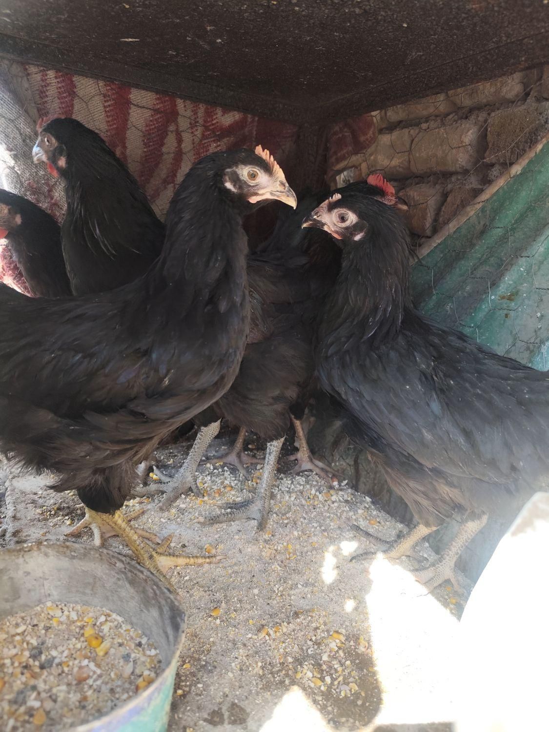 مرغ وخروس|حیوانات مزرعه|تهران, سازمان برنامه جنوبی|دیوار