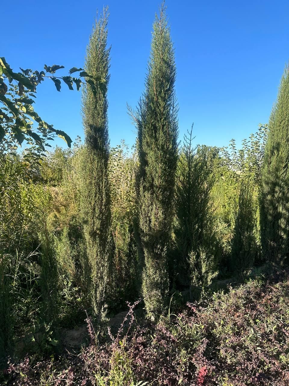 تولید ترون سبز (شمشاد)وسرو ناز و انواع گل و گیاه|خدمات باغبانی و درختکاری|مشکین‌دشت, |دیوار