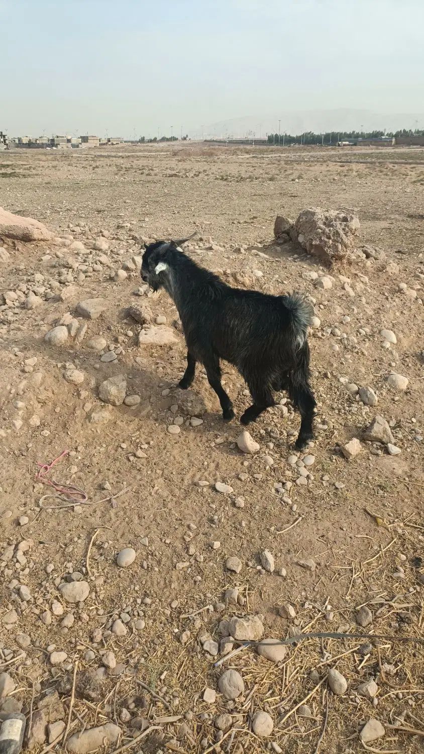 فروش‌یک‌راس‌کهره‌سبزتخمی‌درجه‌یک‌زات‌دارخوب‌|حیوانات مزرعه|شیراز, شهرک مهدی‌آباد|دیوار