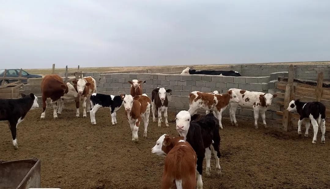 قطبه گوساله‌ سمینتال|حیوانات مزرعه|مرودشت, رودبال|دیوار