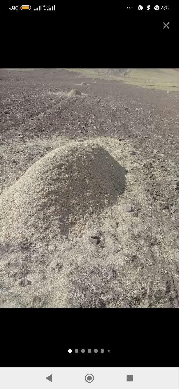 فروش نهاده کاه باگاس نیشکر مقوی|لوازم جانبی حیوانات|رفسنجان, |دیوار