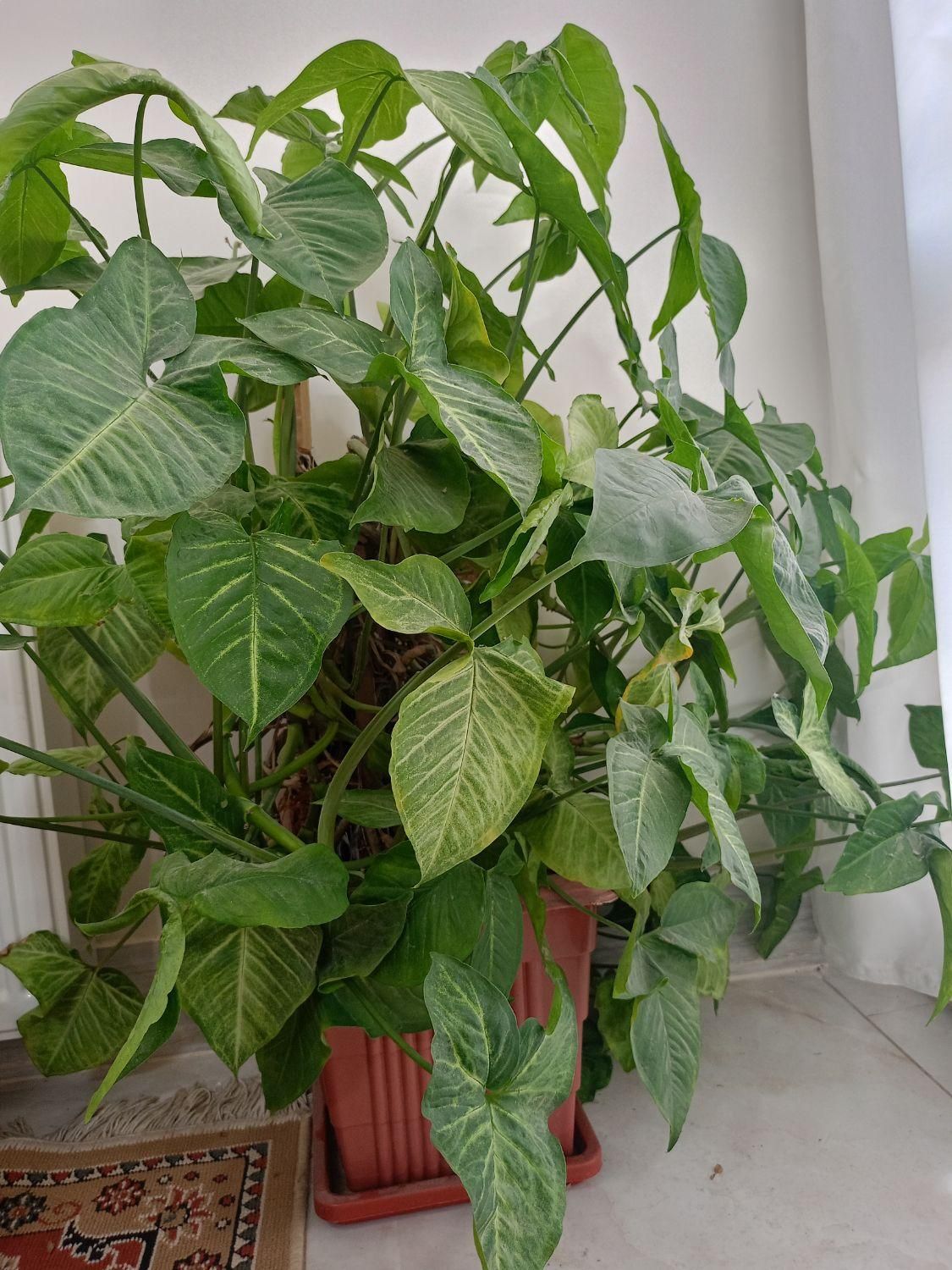 گل سینگونیوم (گوش خرگوشی)|گل و گیاه طبیعی|اصفهان, جاوان|دیوار
