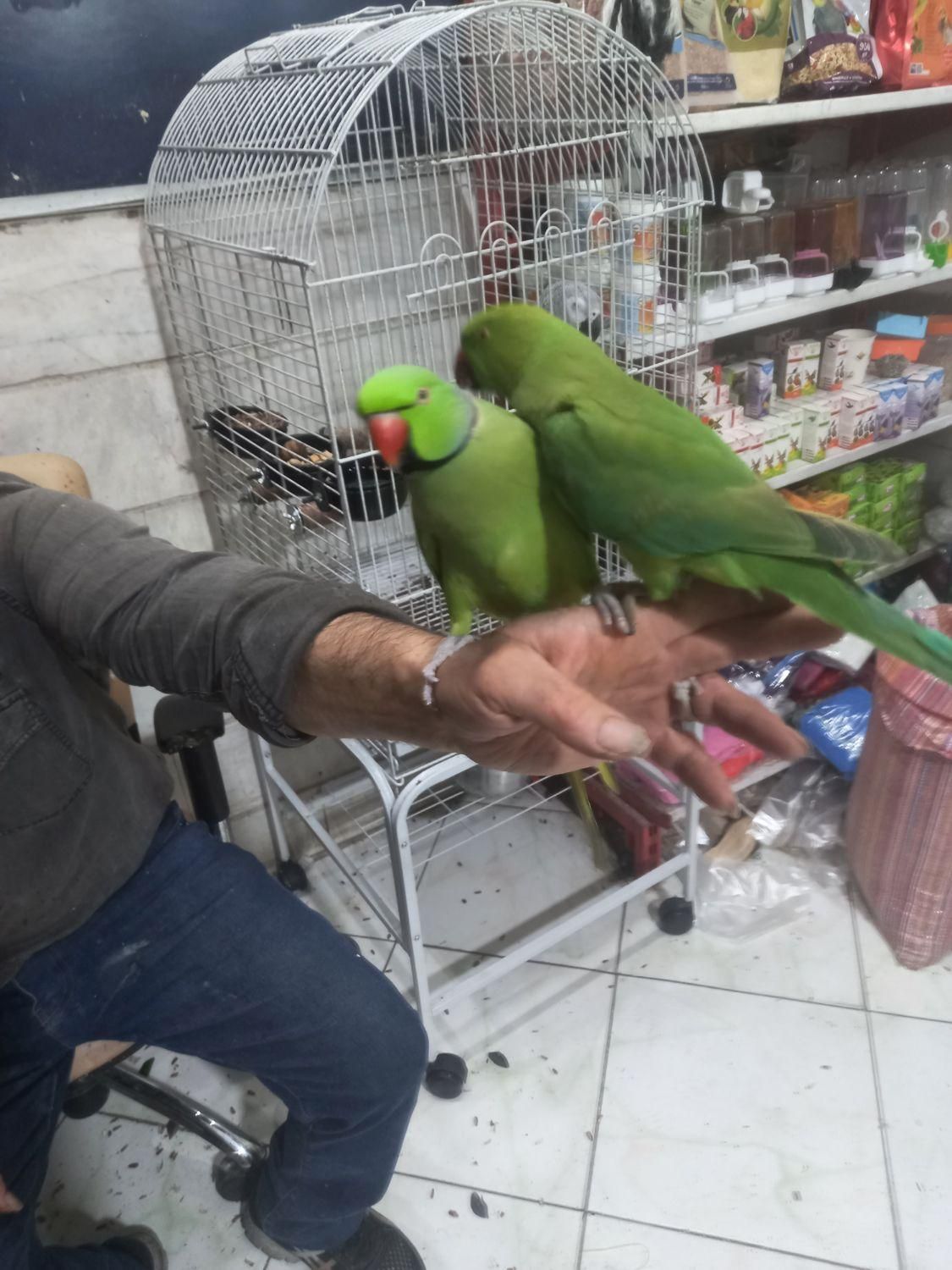 طوطی ملنگو شاه طوطی چیکو کوکو سخنگو بازیگوش اهلی|پرنده|تهران, سلسبیل شمالی|دیوار