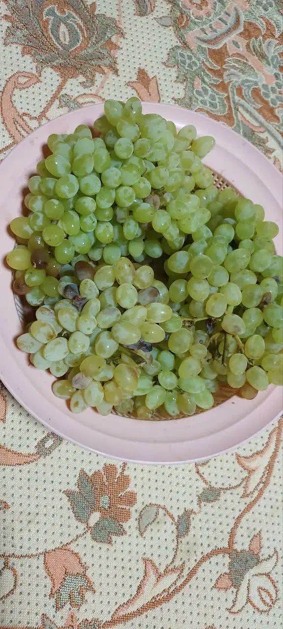 انگور عسگر  برای شیره کیلویی ۴۵ برای کشمش ۵۰|خوردنی و آشامیدنی|سبزوار, امیر کبیر|دیوار