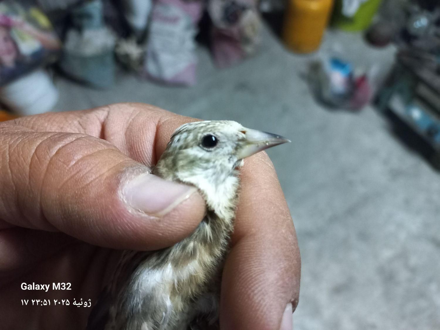 جوجه سهره نر|پرنده|جوانرود, |دیوار